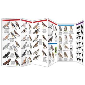 Pocket Guide -  Birds of Prey