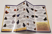 Load image into Gallery viewer, Pocket Guide-Common Butterflies of the Midwest
