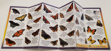 Load image into Gallery viewer, Pocket Guide-Common Butterflies of the Midwest
