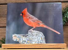 Load image into Gallery viewer, Metal Print: Cardinal
