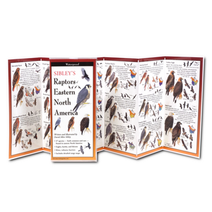 Pocket Guide: Raptors of Eastern North America