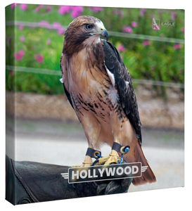 Artwork: Hollywood Portrait Wrapped Canvas