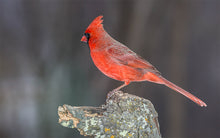 Load image into Gallery viewer, Metal Print: Cardinal
