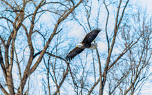 Load image into Gallery viewer, Metal Print: Bald Eagle
