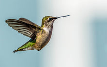 Load image into Gallery viewer, Metal Print: Hummingbird
