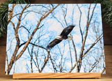 Load image into Gallery viewer, Metal Print: Bald Eagle
