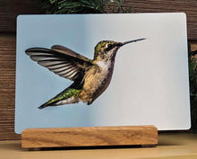 Load image into Gallery viewer, Metal Print: Hummingbird
