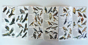 Pocket Guide - Raptors of Western North America