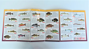 Pocket Guide - Favorite Fishes of Minnesota