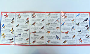 Pocket Guide: Backyard Birds of the Midwest